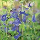 104 Frön till ettåriga blomsterväxter 0800 Exotic Garden katalog 2018 SALVIA patens Blåsalvia Oxford Blue 0800129