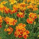 Blommar extremt länge och rikligt med täta, välgrenade plantor för rabatter, lådor och samplanteringar.
