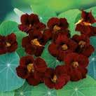Rikblommande slingerväxt för spaljé och liknande. Blommor och blad är ätliga och kan användas i sallader, som dekoration m.m. TROPAEOLUM majus lobbianum 0800553 Indiankrasse Moonlight Slingerkrasse.