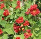 Blommor och blad är ätliga och kan användas i sallader, som dekoration m.m. TROPAEOLUM majus 0800716 Indiankrasse, Black Velvet Ätliga, dekorativa blommor.