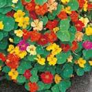 Exotic Garden katalog 2018 Frön till ettåriga blomsterväxter 0800 109 TROPAEOLUM majus lobbianum