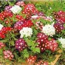 Blommorna är ätliga och dekorativa i sallader. Fräsch färgklick i trädgården eller på altanen.