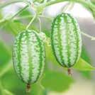 Lättodlad, med intensiv växtkraft. Ger mängder av 3 cm långa, grönt randfläckiga frukter. Kan användas i sallader eller stekas.