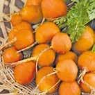 DAUCUS carota L 0905118 Sommarmorot, rund Pariser Markt Liten rund söt morot som är perfekt att odla i krukor eller låga pallkragar.