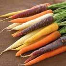 DAUCUS carota L 0905103 Sommarmorot, F1 Harlequin Mix Sagolik mix av morötter i en mångfald färger: violett, gult, orange och vitt.