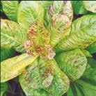Röda, skimrande ytterblad och gröna innerblad. Sorten har lång hållbarhet. 25 6-9 Tålig 75 frö LACTUCA sativa var.