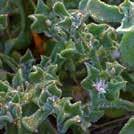 Krispiga, suckulenta blad med små blåsor som glänser likt iskristaller. Tilltalande, saltsyrlig smak. Isörten är flerårig men odlas normalt som ettårig.