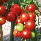 Smakrik tomat som går att lagra en tid i köket. Har tjockt, vackert skal och mycket fruktkött vilket gör den lämplig till matlagning. Bästa sorten att torka i ugn.
