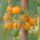 .. Intresset för att odla dessa frukter ökar hela tiden! Här finns smaker, färger och former för alla!