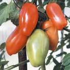 Passar för odling utomhus i skyddat läge, men går också bra i växthus. SOLANUM lycopersicum Tomat, strimmig Tigerella 0907014 Spännande sort för tidig skörd.