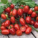 Ger rikligt med välsmakande tomater på korta, kompakta klasar. För växthus och varma utelägen.
