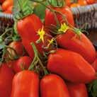 Tomaterna är 7-9 cm med kraftiga gröna åsar. Behöver inte tjuvas.
