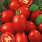 Medelhög tomat som ger mängder av små, röda plommonformade tomater, ca 10-15 g.