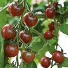 SOLANUM lycopersicum Tomat, avlång F1 Olivade plant. 150-200 Pris 4,50 0907028 Lättodlad tidig plommontomat.