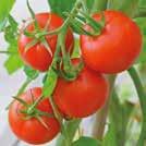 Exotic Garden katalog 2018 Grönsaksfrön 0900 137 SOLANUM lycopersicum Tomat F1 Paola 0907090 Röda, jämna, runda frukter, 6-7