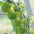 med mörka axlar. Mild, fin tomatsmak. Roligt och dekorativt inslag i sallad, som dekoration m.m. SOLANUM lycopersicum Tomat Chadwick 0907057 EKO.