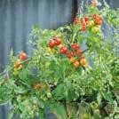 i kruka. Ger riklig skörd. Tomaterna är små och körsbärslika. Skotten i bladvecken, tjuvarna, tas ej bort.