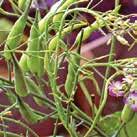 PERILLA frutescens Bladmynta Britton 10-30 60 7-8 0910034 Iögonfallande gröna blad med mörkröd undersida. Används som babyleaf eller i salladsmix, större blad till sushi och dekoration.