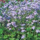 Exotic Garden katalog 2018 Frön till eternellväxter 0200 13 AGERATUM houstonianum Ageratum Dondo Blue 0200129 Hög sort med violettblå blomsamlingar, fina till torkning.