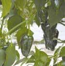 Långsmala, gröna frukter som vid full mognad övergår i rött. Ca 20-25 gånger starkare än vanlig paprika. Styrka: het.