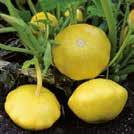 CUCURBITA pepo 0999168 Pajpumpa F1 Wee-B-Little Minipumpa med runda, orange frukter på 200-400 g. Buskigt växtsätt, lämplig även för lådodling.
