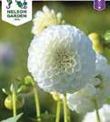 Exotic Garden katalog 2018 Blomsterlökar 1100 159 DAHLIA x pinnata Pompondahlia Snowflake