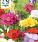 160 Blomsterlökar 1100 Exotic Garden katalog 2018 FREESIA x hybrida Freesia 1100145