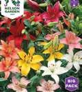 Exotic Garden katalog 2018 Blomsterlökar 1100 161 LIATRIS spicata Rosenstav 1100206 Busklikt växtsätt med grässmala, mörkgröna blad.