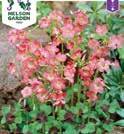 162 Blomsterlökar 1100 Exotic Garden katalog 2018 OXALIS tetraphylla Rosettoxalis Iron Cross 1100120 Denna tacksamma växt odlades förr mycket som krukväxt och kallades ofta för lyckoklöver.