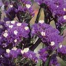 LIMONIUM platyphyllum Silverrisp 0200073 Lavendelblå, yviga blomställningar. Ger ett fylligt bukett- och utfyllnadsmaterial.