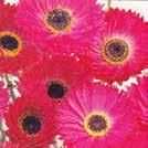 PSYLLIOSTACHYS suworowii Axrisp 0200083 Flergrenade, långa blomstjälkar, övertäckta av rosa småblommor.
