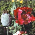 NIGELLA hispanica 0200148 Spanska Jungfrun Lovey-Dovey Stora, vita blommor med mörkt purpursvart centrum och sirlig, spindellik