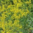 Vid färgning används främst blommorna. Ger varaktiga, fina bruna och gula färgnyanser. INDIGOFERA tinctoria Indigo 0300015 Indien.