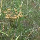 FILIPENDULA ulmaria Älggräs 30-180 100 F 1-5, 9-11 6-8 VIII 200 frö 0400112 Älgört. Högväxt, ståtlig ört med gräddgula blomknippen. Anses verksam mot ledbesvär mm.