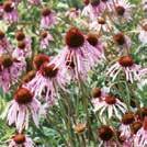 ECHINACEA pallida Läkerudbeckia 0400248 Stora blommor med glest hängande, blekt purpurfärgade kronblad.