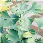 Myskmandra I odling sällsynt kryddväxt, vars torkade kvistar används för dess väldoft. Effektiv mot mal. Används som vino likörkrydda, ingår i naturté mm.