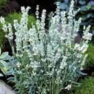 24 Krydd- och medicinalväxter 0400 Exotic Garden katalog 2018 LAVANDULA angustifolia Lavendel, Ellagance Ice 0400322 Fantastiskt väldoftande och vacker kryddväxt som lockar till sig bin och fjärilar.