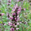 Silverfärgat, dekorativt, väldoftande bladverk. LAVATERA thuringiaca Gråmalva 0400155 Gröngråluden växt med purpurrosa, trattformade blommor, upp till 8 cm stora, ursprungligen införd som medicinväxt.