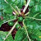 Kan även odlas som vävarväxt i amplar och lådor men övervintras frostfritt. 0400211 Ingen annan växt än Alrunan har väl ansetts ha så mycket övernaturlig kraft.
