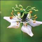 Prydlig växt med gula-ljusskära blommor med lila fläckar och lansettformade blad. Används traditionellt mot feber och reumatism, anses lugnande och antiseptiskt verkande.