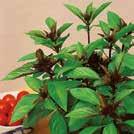 De stora bladen är perfekta i sallader och till basilikadolmar men går även bra att använda till pesto, såser m.m. Ljuslila, dekorativa och ätliga blomspiror.