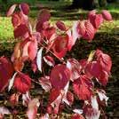 Röda-orange blommor på våren och dekorativa, aromatiskt doftande frukter på hösten, mycket användbara till sylt.