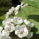 Stora, vita, doftande blomklasar i bladvecken. Senare bildas dekorativa, tofslika fröbollar.