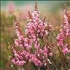 Ljung Blommor i upprätta, rosa klasar. Barrlika småblad på vedartade stammar. Hedar, myrar, öppen skogsmark.