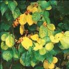 Stora, hjärtformade blad och upprätta klasar av trumpetlika blommor i vitt, gult och rött. Övervintras frostfritt.