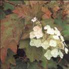 Mångas favorit HYDRANGEA quercifolia Flikhortensia 10-40 1, 10-11 7-10 II-III 500 frö 0600072 Ovanlig art.