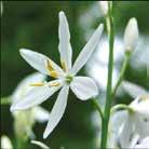 En av de tåligaste perennerna. ANTHEMIS tinctoria Färgkulla Kelwayi 0700022 Tusenskönlika, klargula blommor.