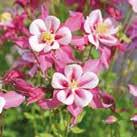 blommande, buskiga plantor med 4-9 cm stora blommor. Rosenrosa med vit krage.