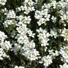 ARALIA racemosa Lundaralia 0700788 Pampig woodlandväxt med mycket stora parblad, upprätta, vita blomklasar och dekorativa, ofarliga, mörkröda bär.