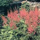 ASTILBE arendsii Astilbe 0700034 Stadigt växtsätt med vackra vippblommor i blandade toner av rött, rosa, lax,